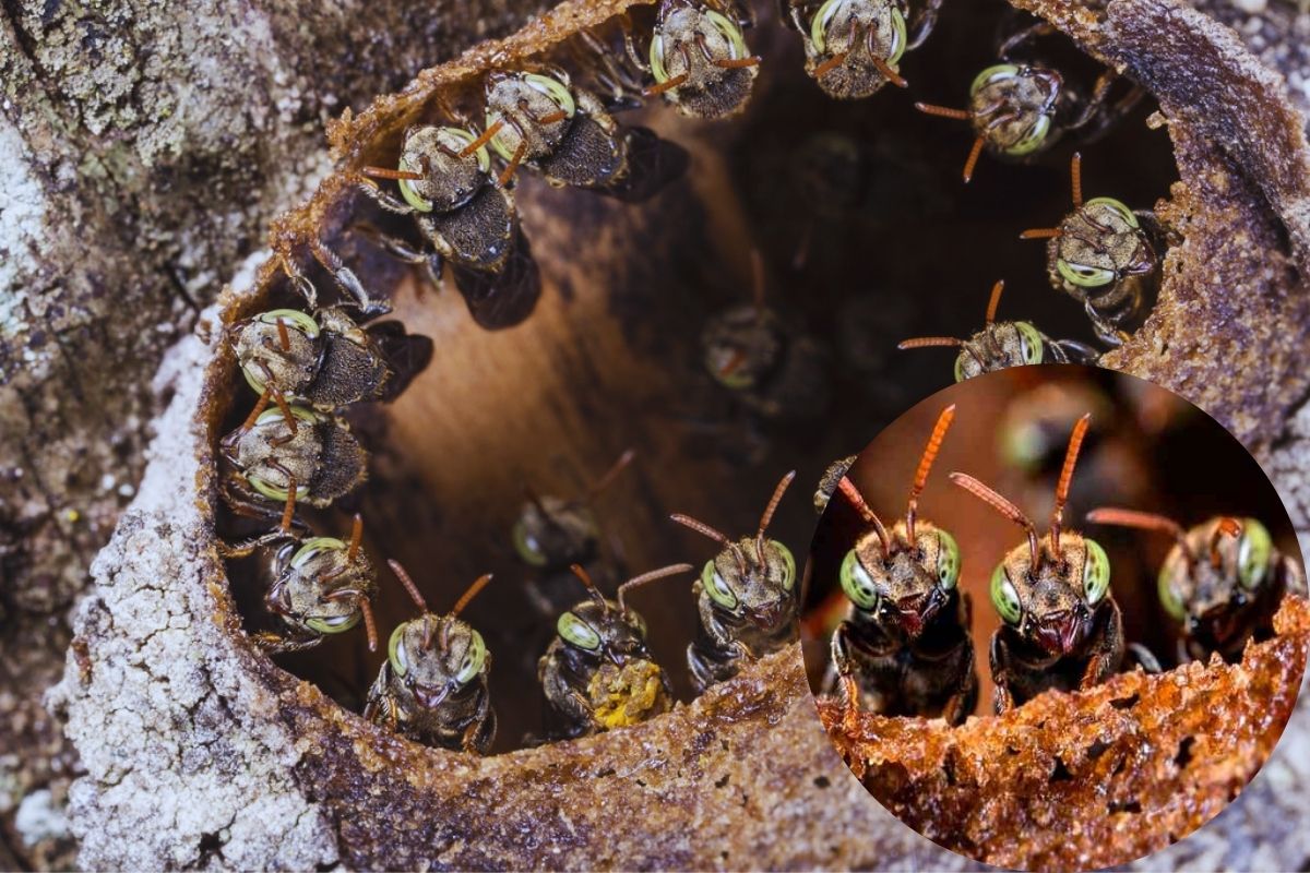 A Abelha Iraí: Características, Importância e Manejo para Apicultores