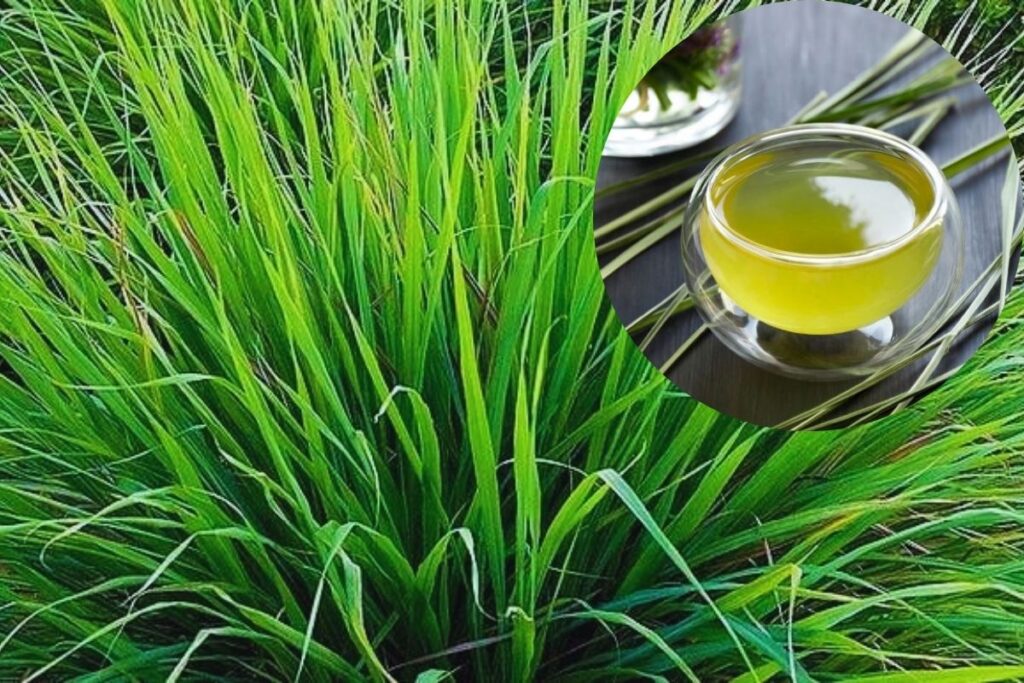 Capim Santo: Para Que Serve e Seus Benefícios