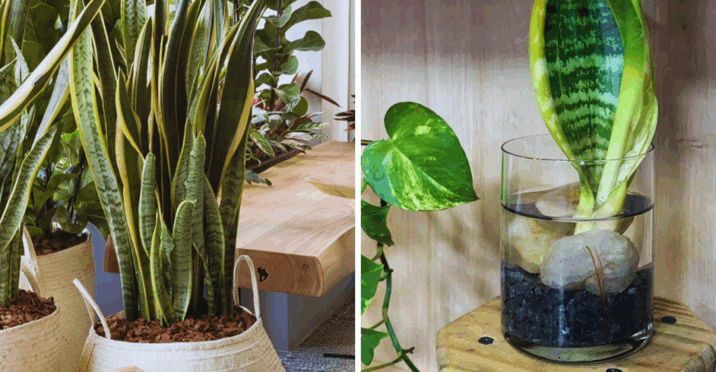 O que é a Espada-de-São-Jorge?