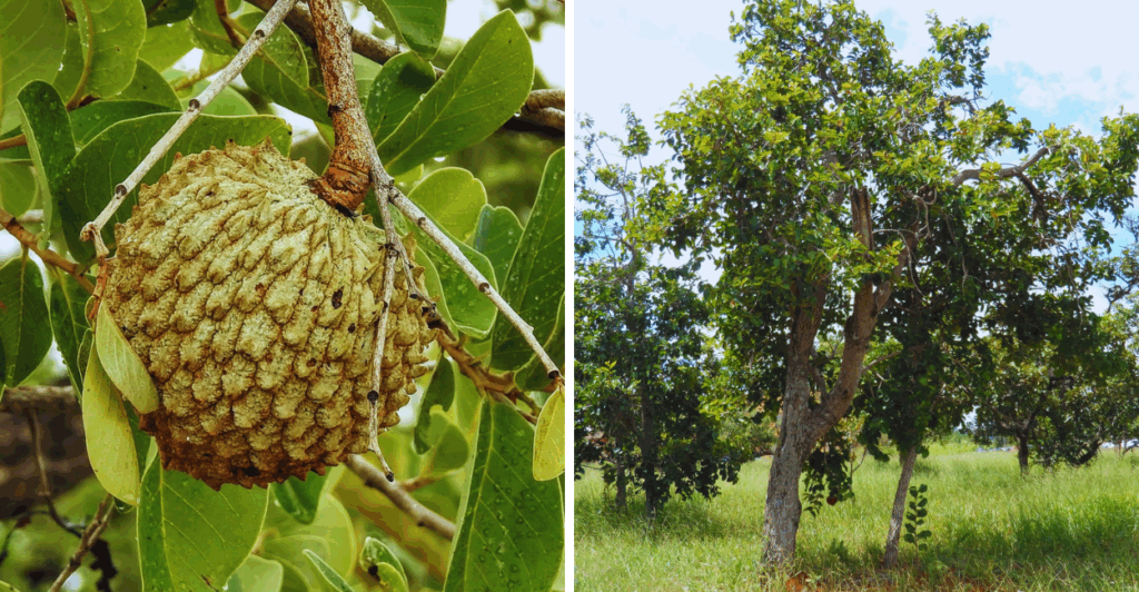 Descubra os benefícios do Araticum (Annona crassiflora) e como lucrar cultivando essa fruta nativa do Cerrado.