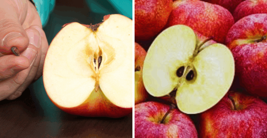 Descubra os efeitos de comer semente de maçã todos os dias e os riscos reais para sua saúde.