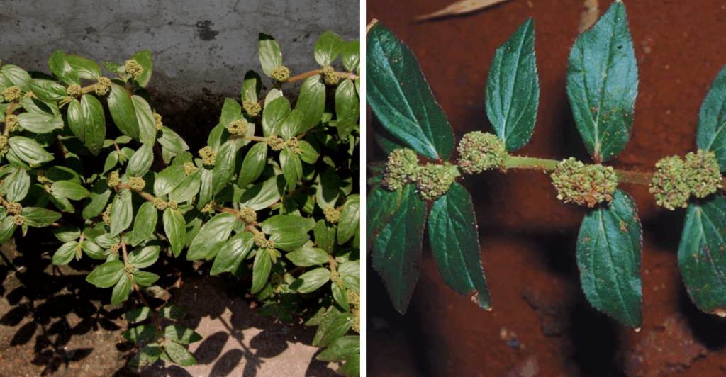 Descubra os usos, benefícios, formas de preparo e cuidados com a Euphorbia hirta, planta medicinal poderosa e versátil.