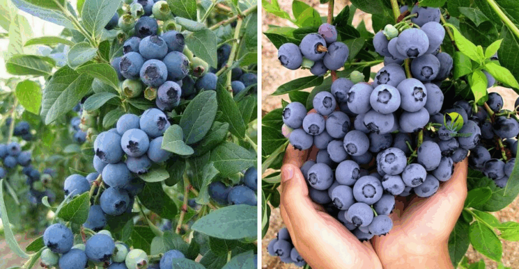 Descubra os segredos do mirtilo, seus benefícios, cultivo orgânico e formas de ganhar dinheiro com essa fruta poderosa.