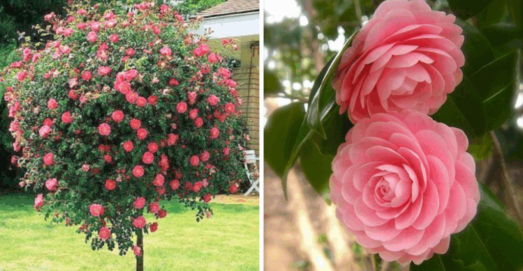 Conheça a Camellia sasanqua: origem, cultivo, significado e curiosidades dessa camélia perfumada e ornamental.