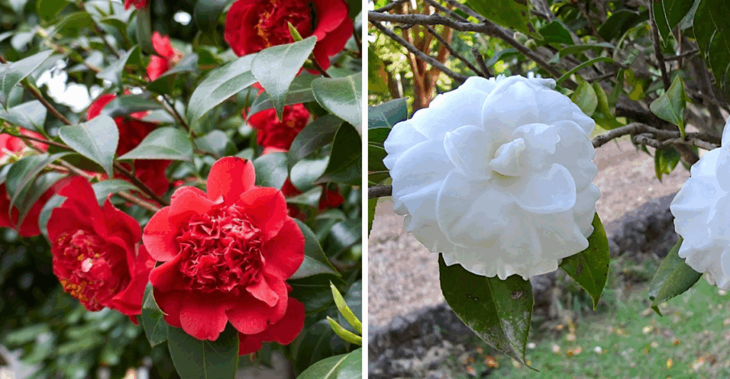Descubra tudo sobre a Camellia japonica: origem, cultivo, cuidados e curiosidades dessa camélia ornamental clássica.