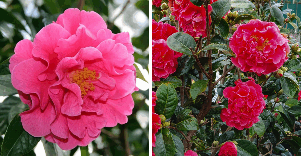 Camellia reticulata: origem, cultivo e cuidados da camélia de flores gigantes; raridade que encanta colecionadores e jardins.