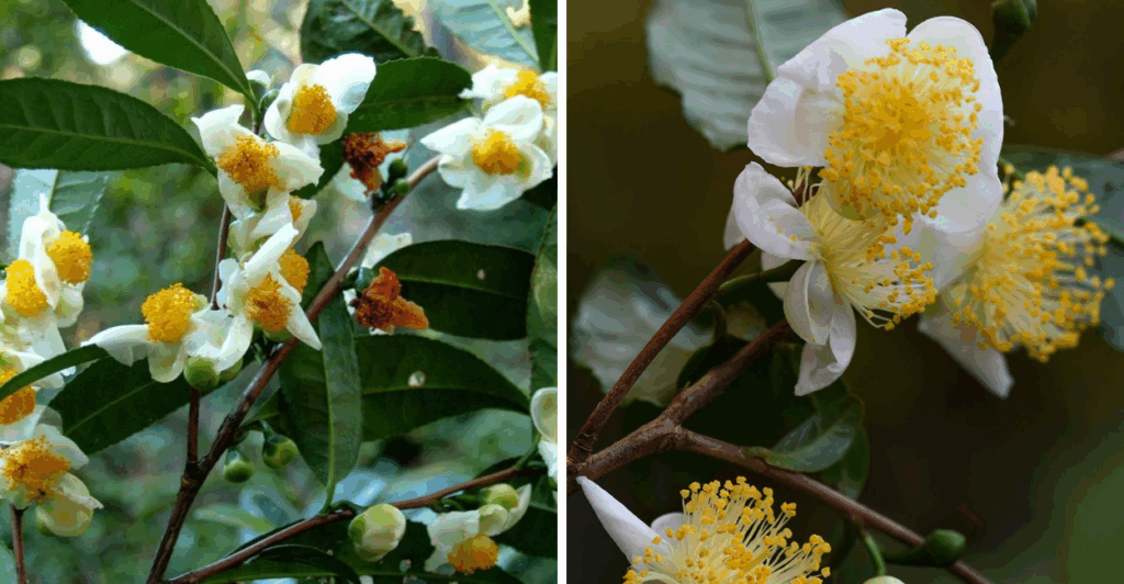 Descubra a Camellia sinensis, planta do chá verde, preto e branco. Conheça origem, cultivo, benefícios e usos medicinais dessa espécie milenar.