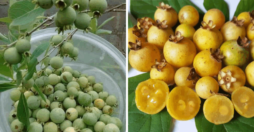 Descubra os segredos da gabiroba: sabor, nutrientes, receitas e como transformar esse fruto nativo em negócio lucrativo. Leia e surpreenda-se!