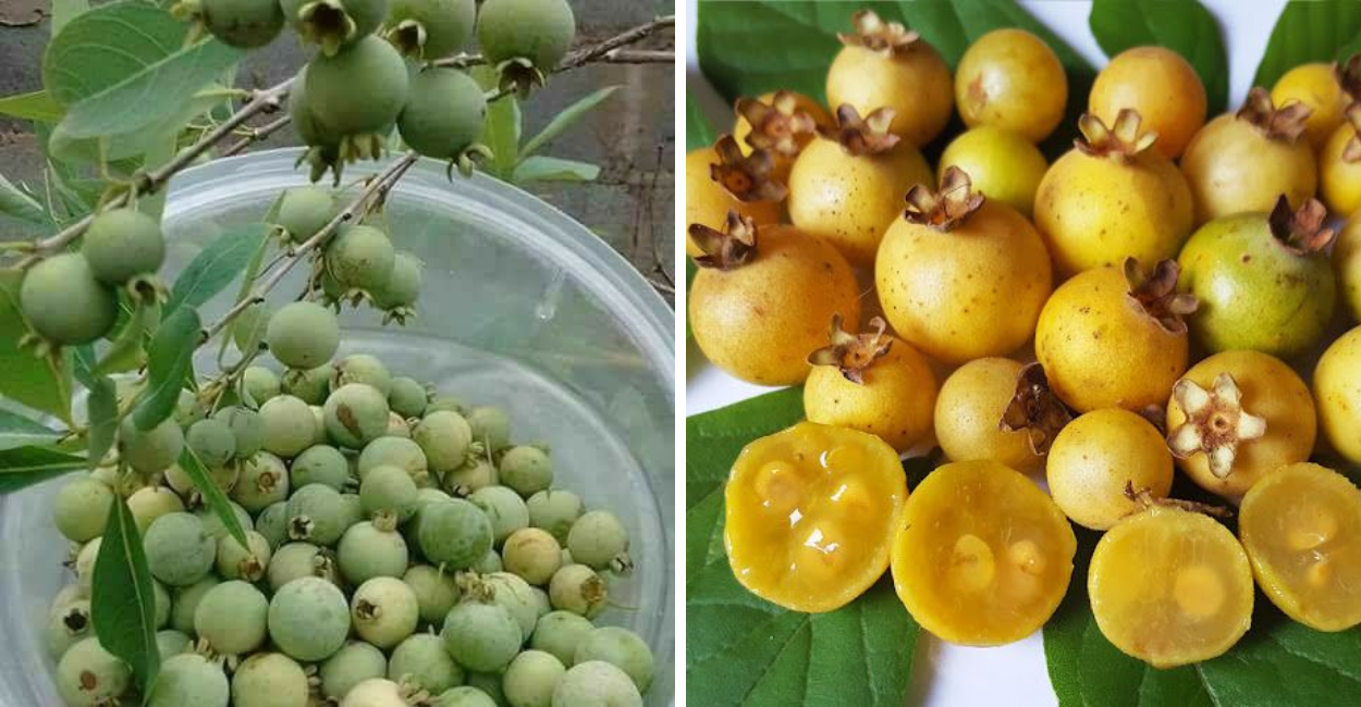 Descubra os segredos da gabiroba: sabor, nutrientes, receitas e como transformar esse fruto nativo em negócio lucrativo. Leia e surpreenda-se!