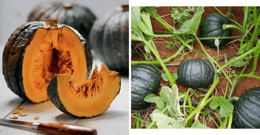 abóbora japonesa