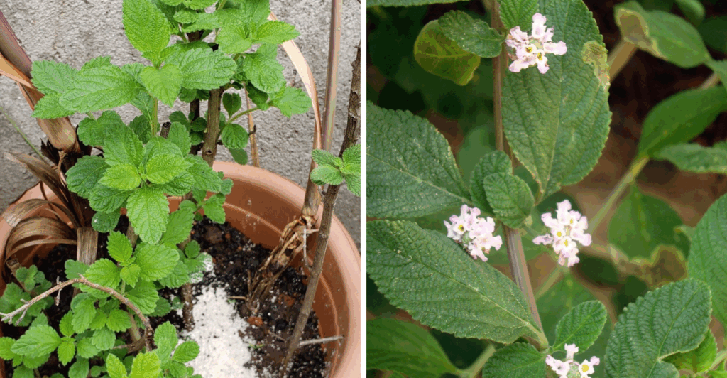 Descubra como a erva-cidreira pode melhorar sua digestão e ser cultivada até em vasos pequenos. Veja benefícios, dicas e como usar no dia a dia!