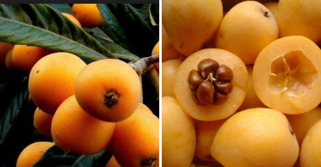 Descubra os segredos da nêspera fruta, seus benefícios, usos, tipos e até como ganhar dinheiro com ela.