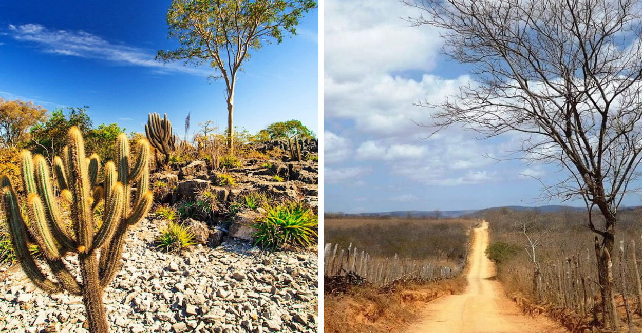 Preservação da Caatinga