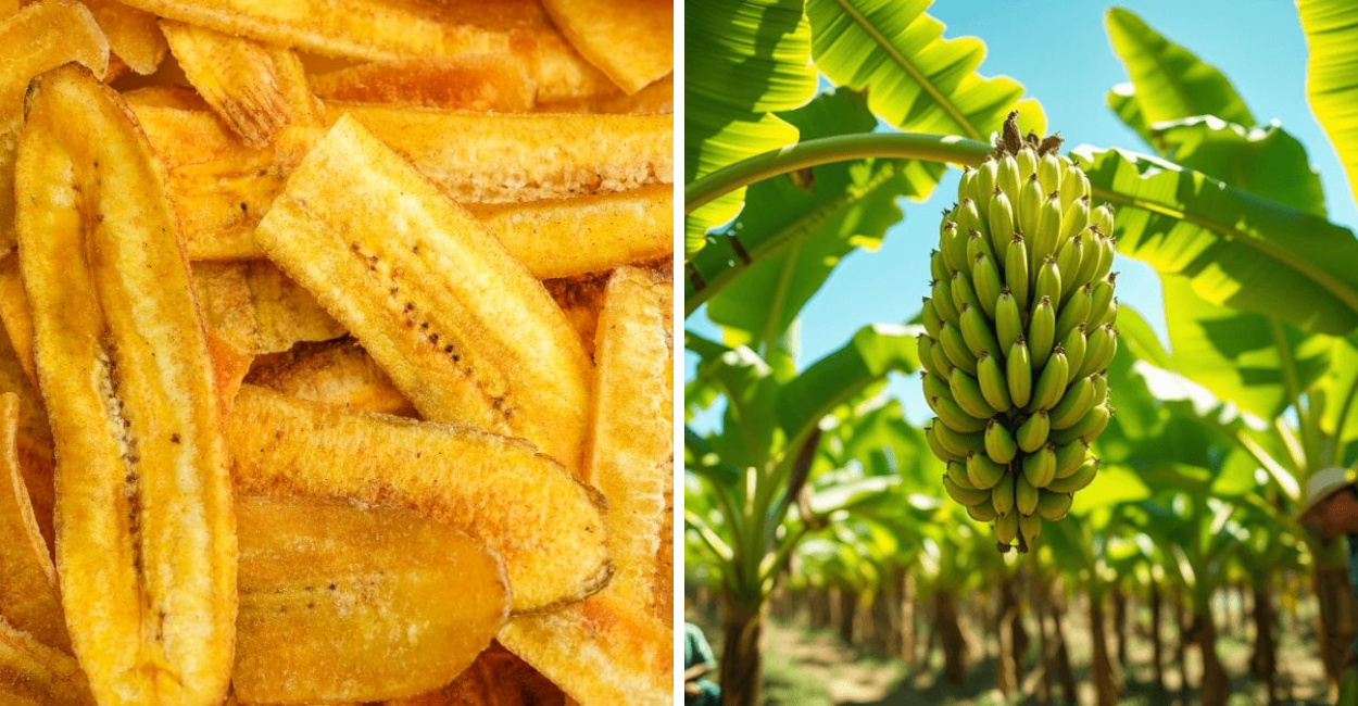 Descubra como a banana-da-terra transforma sua saúde: energia, imunidade e equilíbrio digestivo em um só alimento.