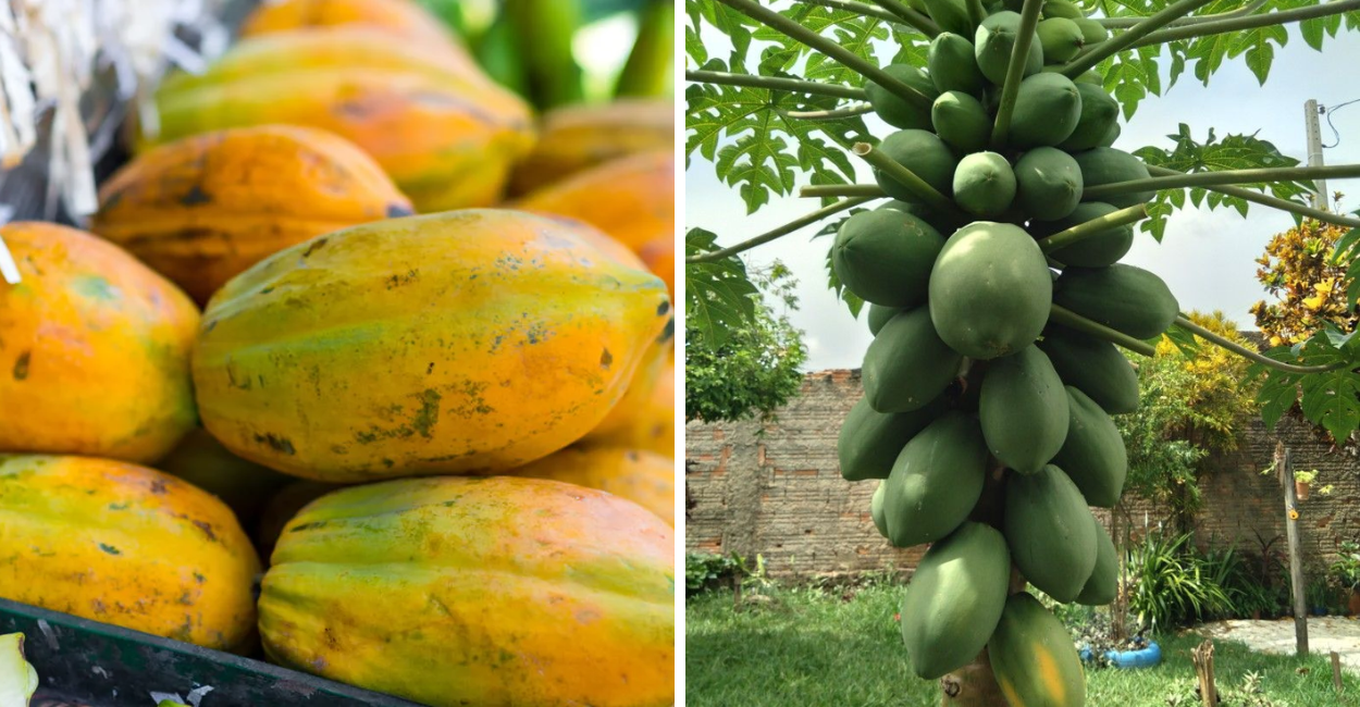 Descubra tudo sobre o mamão (Carica papaya): cultivo fácil, benefícios para a saúde e como lucrar com essa fruta tropical poderosa.