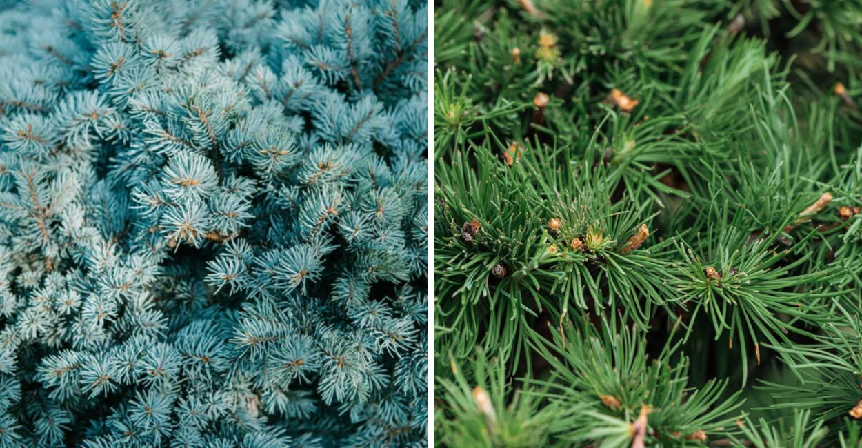 Descoberta Incrível: Árvores Que Produzem Ouro Podem Revolucionar a Mineração Sustentável