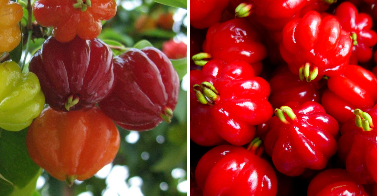 Chá de Pitanga: descubra os incríveis benefícios e como preparar essa bebida poderosa