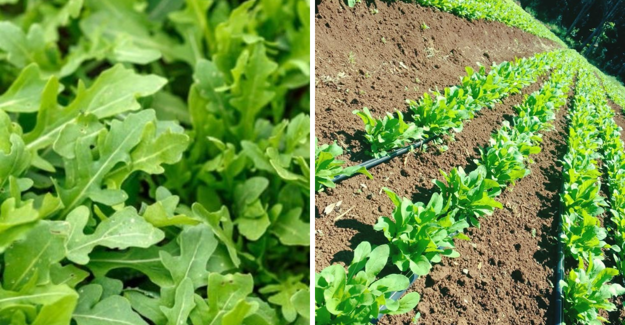 Descubra tudo sobre a rúcula: cultivo, cuidados, propriedades e benefícios dessa verdura cheia de sabor e vitalidade.