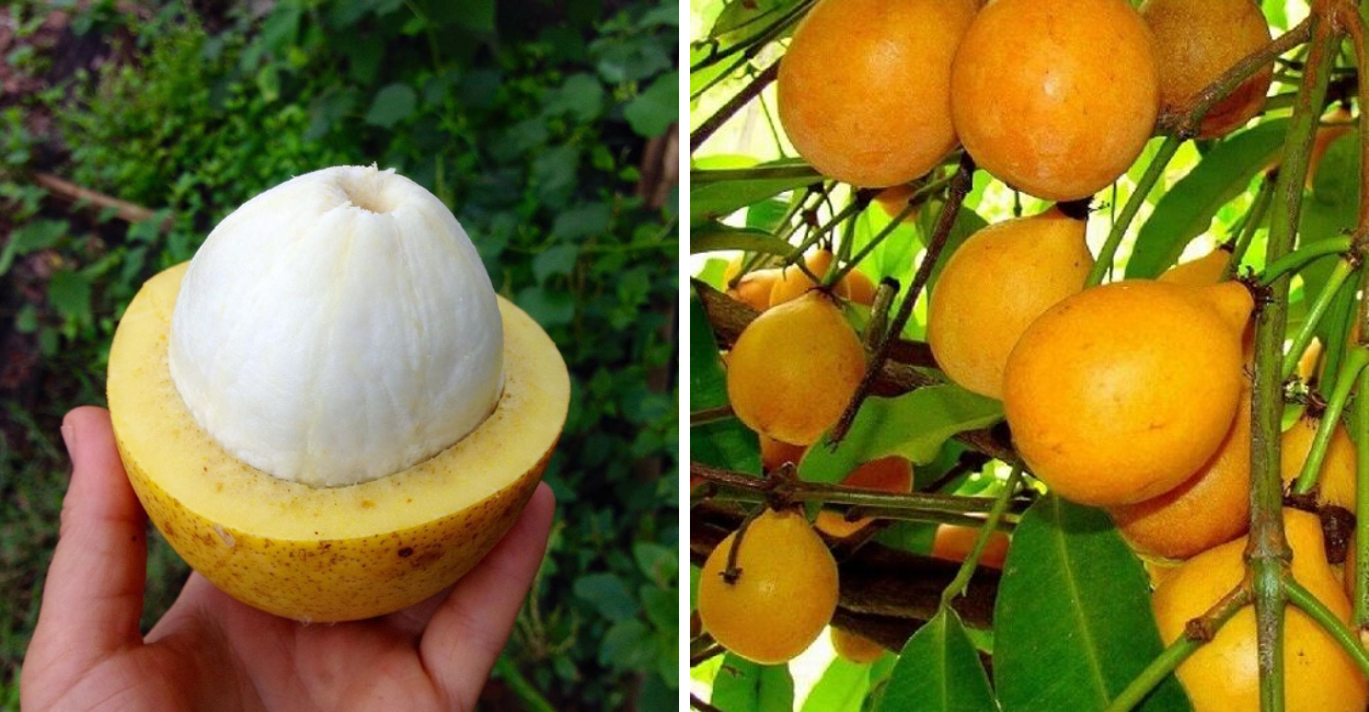 Nova sensação natural promete mudar a forma como você vê as frutas exóticas