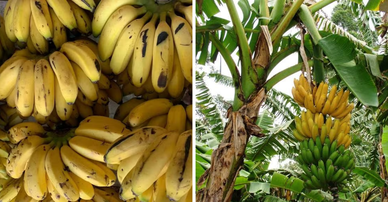 O Segredo Revelado: O Melhor Momento Para Comer a Banana e Turbinar Sua Saúde, Energia e Metabolismo (Antes Que Seja Tarde!)