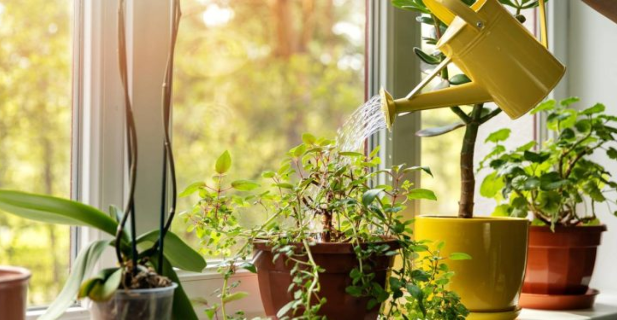 Esta planta poderosa é um ímã de prosperidade para sua casa