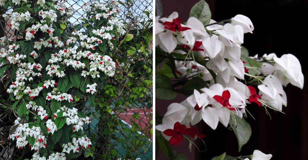 Cultive a lágrima-de-cristo com vigor e floração intensa. Guia completo com cuidados, solo, poda, iluminação e propagação passo a passo.