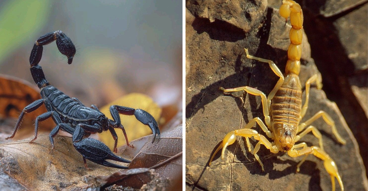 Aprenda métodos eficazes e naturais para afastar escorpiões da sua casa, sem venenos e sem riscos à saúde.