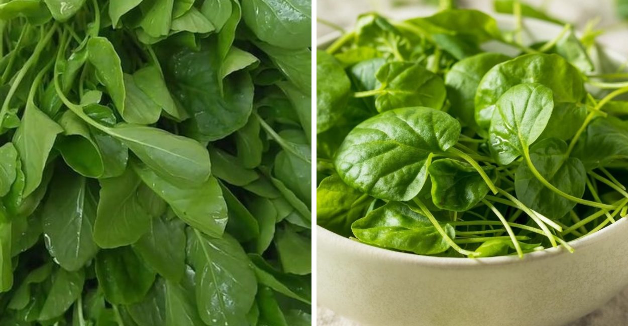 Descubra os benefícios do Agrião, como usar no dia a dia, e por que essa folha poderosa pode transformar sua saúde de forma natural.