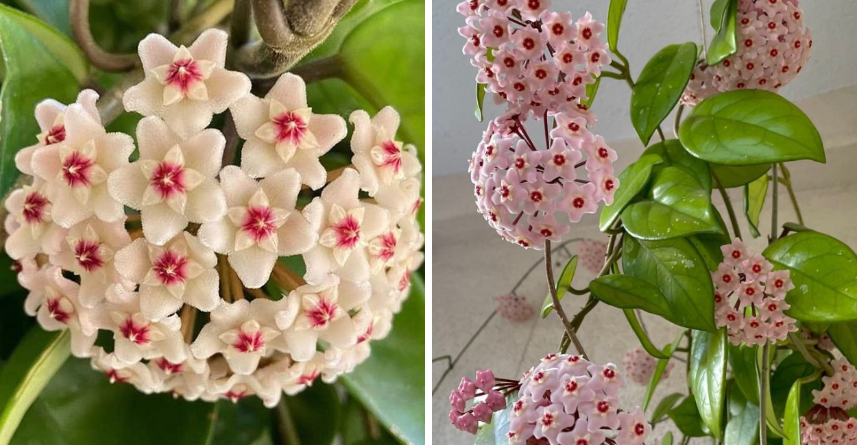 Descubra como cultivar, cuidar e fazer a Hoya Carnosa florescer com abundância. Guia completo para deixar sua casa mais viva e elegante.