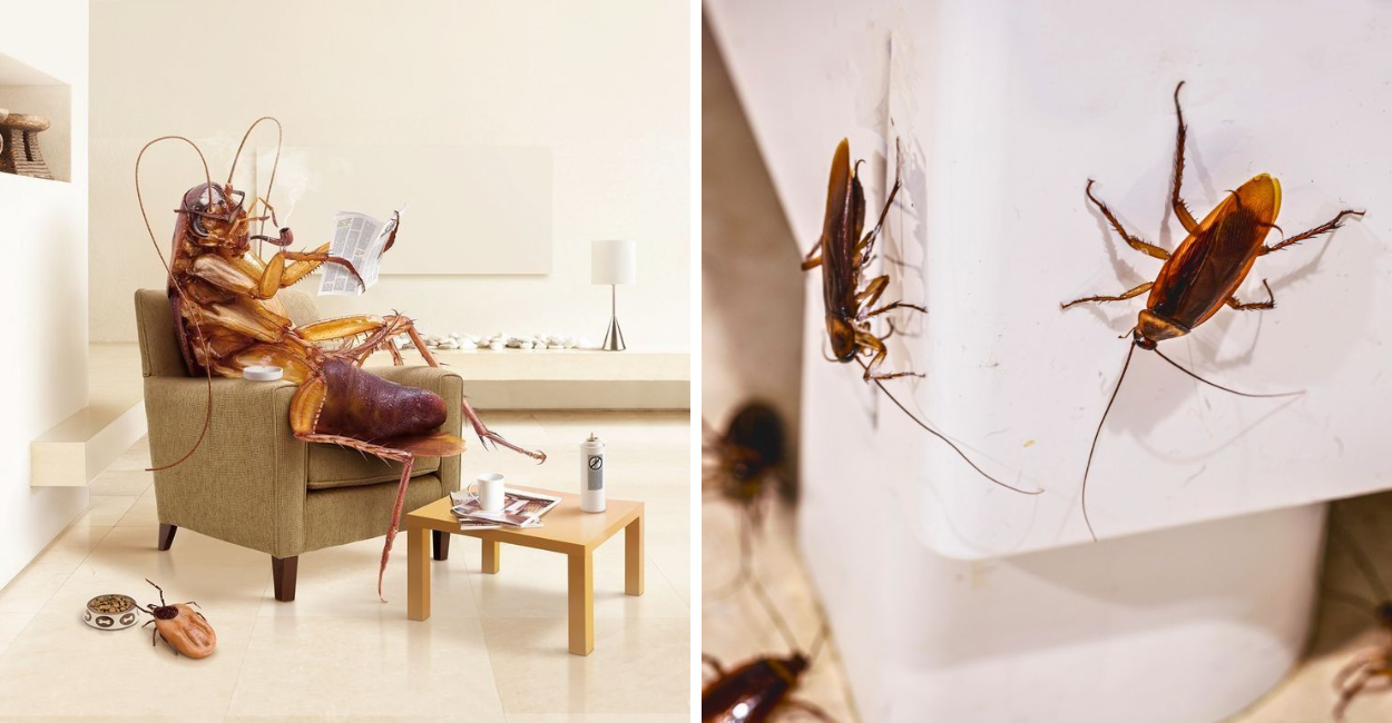 Como afastar baratas de casa: guia completo, detalhado e definitivo