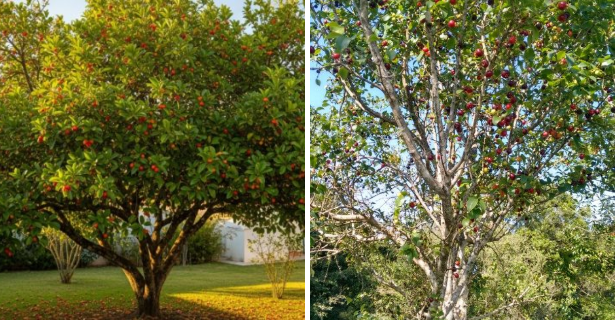 Árvore resistente, ornamental e com frutos doces. Veja como cultivar e manter uma floração que se repete ao longo do ano.