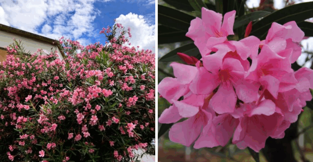 Descubra tudo sobre a espirradeira: cultivo, cuidados, cores, riscos e curiosidades. Guia completo para quem deseja ter essa planta.